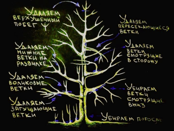 схема обрезки