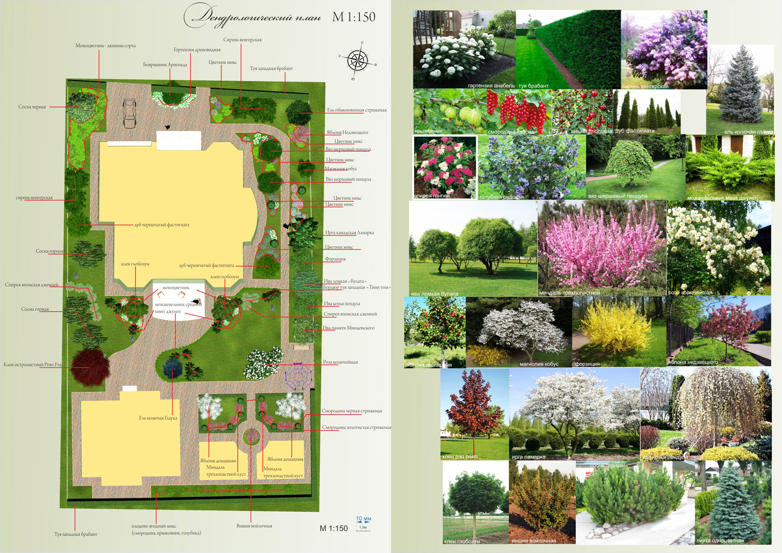 дендроплан дизайн проект