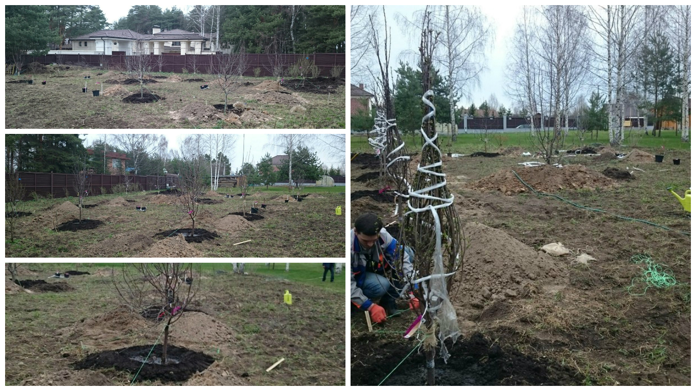 посадка плодовых крупномеров 