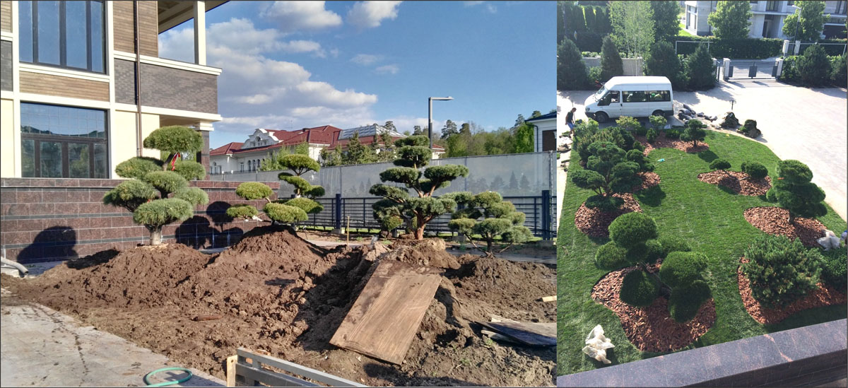 бонсаи и геопластика