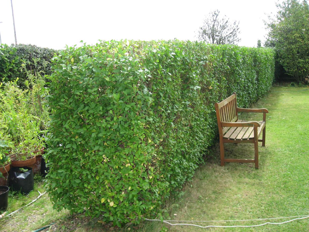 hedge-after-tidy1