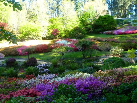 rododendron