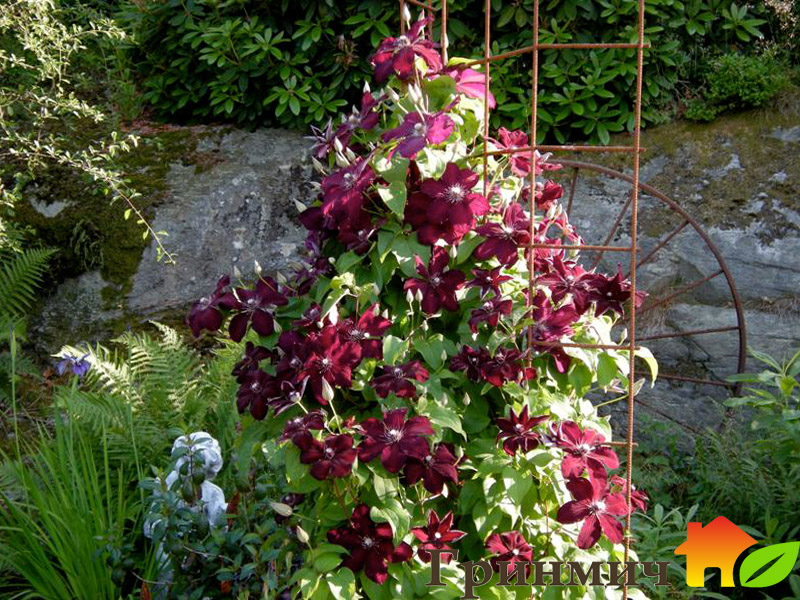 Внешний вид и фото