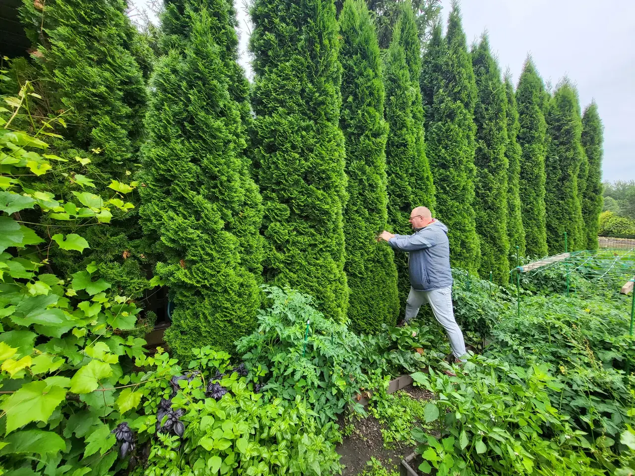Уход за садом GreenMich — кадр 1