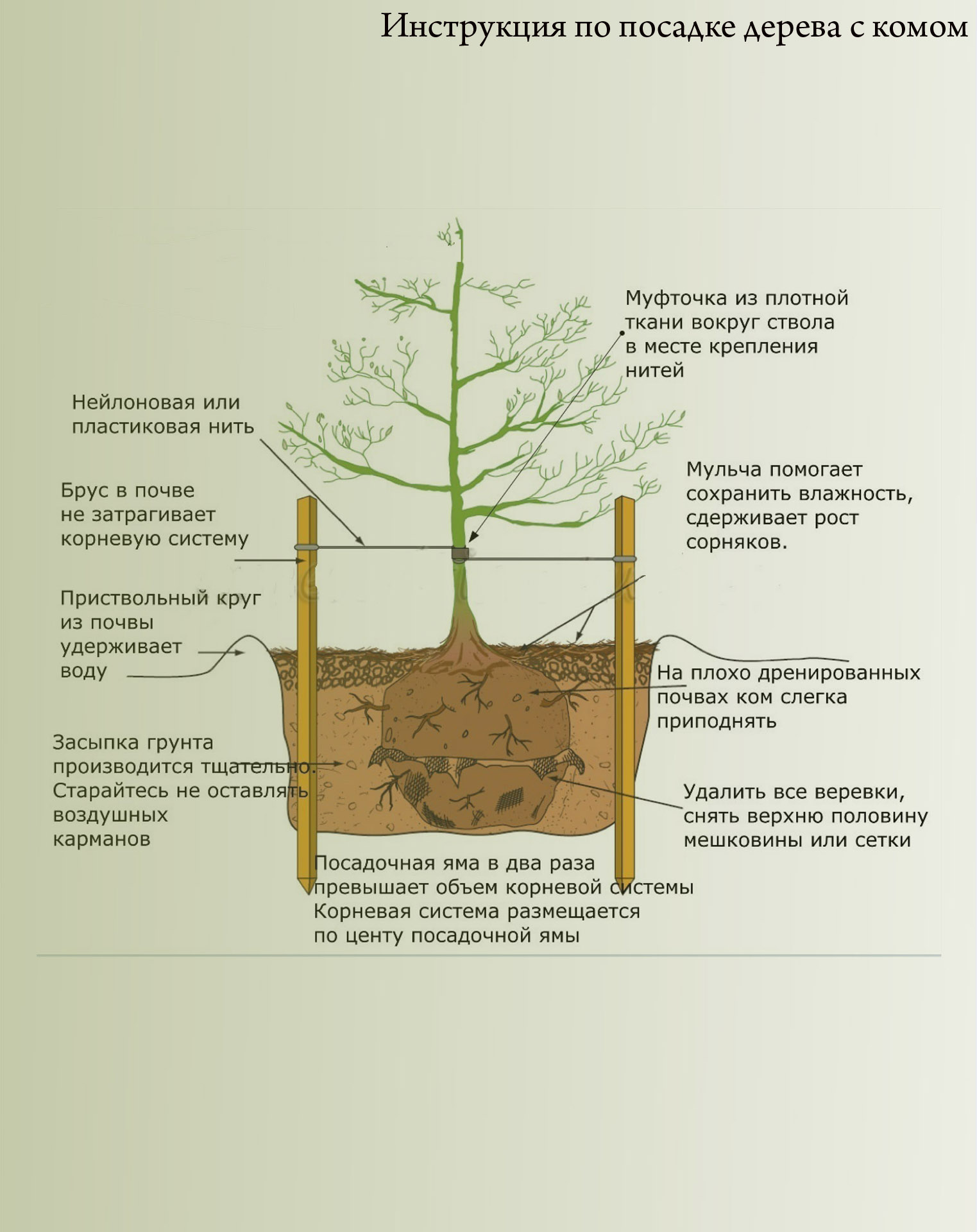 разрез посадка дерева